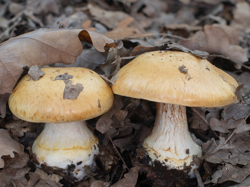 Cortinarius rhizophorus